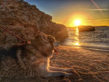 Close-up of cat on beach against sky during sunset