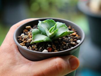 Close-up of hand holding plant