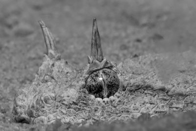 Close-up of snail on sea shore