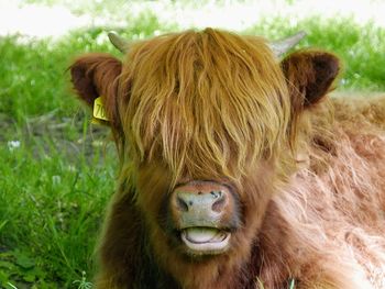 Close-up of a highland cow on field