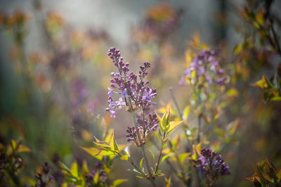 Common lilac flower during spring