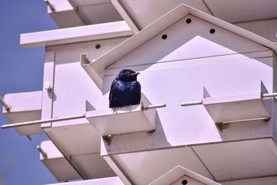 Low angle view of purple  martin  perching on roof