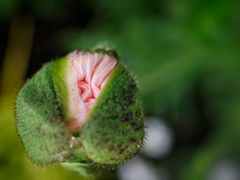 Close-up of succulent plant