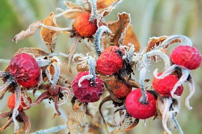 Close-up of frozen berries