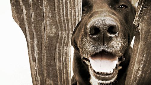 Portrait of dog looking through wooden fence