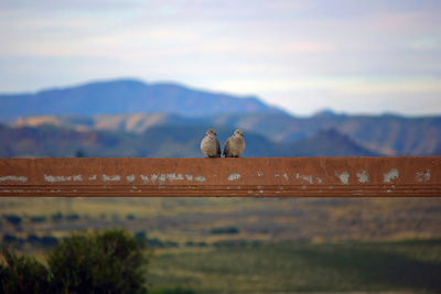 Birds perching on railing against mountains