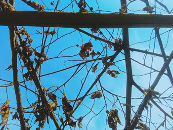 Low angle view of tree against sky