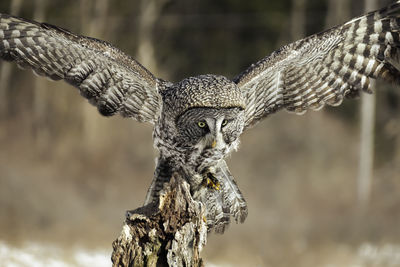 Great grey owl sits on the top of a dead tree trunk with wings spread