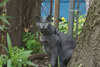 Portrait of a cat