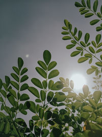 Low angle view of plants against sky