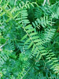 Close-up of green leaves on plant