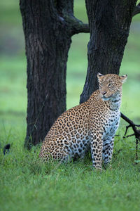 Full length of a cat on tree trunk