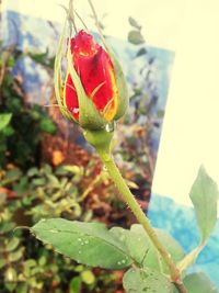 Close-up of red rose bud