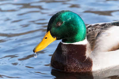 Close-up of duck in lake