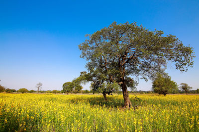 Scenic view of yellow flower field against clear blue sky