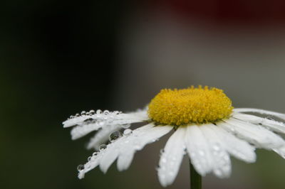 Close-up of raindrops on yellow flower