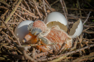 Close-up of birds in nest