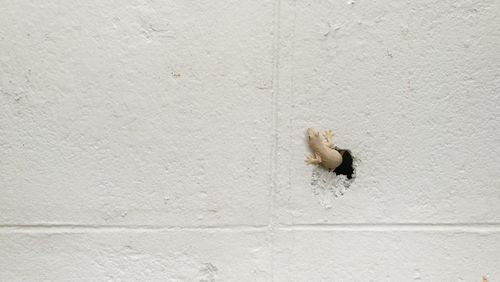 Lizard on wall