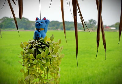 Close-up of plants growing on field