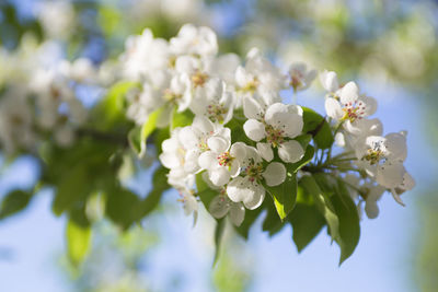 Close-up of white cherry blossoms on tree