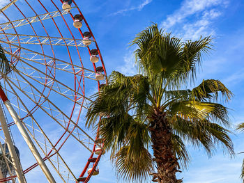 Palm tree and big dipper. sky background
