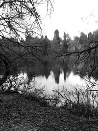 Reflection of bare trees in water