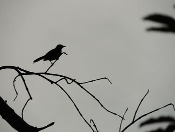 Low angle view of bird perching on branch against sky