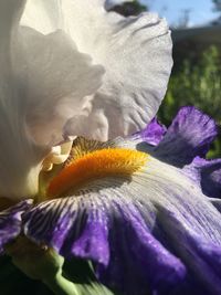 Close-up of purple flower blooming outdoors