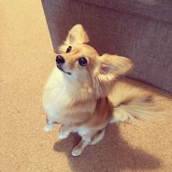 High angle portrait of dog sitting