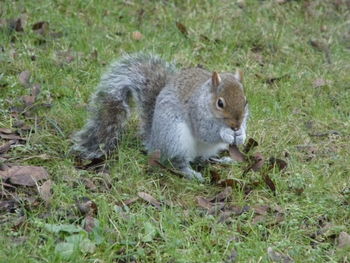 Squirrel on field