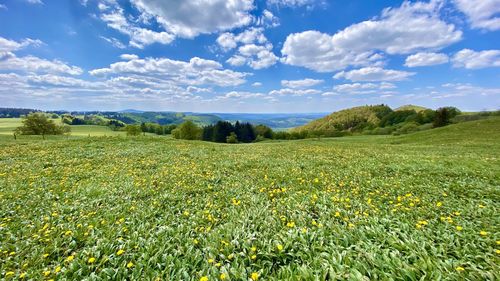 Scenic view of field against sky