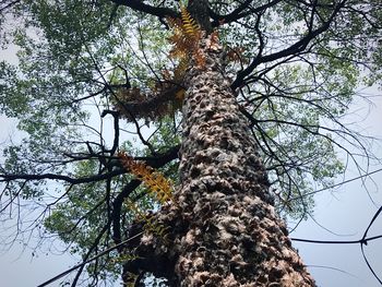 Low angle view of tree against sky