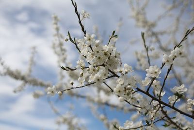 Close-up of cherry blossom against sky