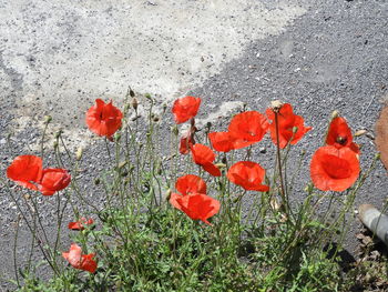 Close-up of red poppy flowers on field