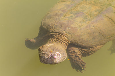 High angle view of turtle swimming in lake