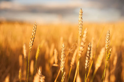 Gold wheat flied at sunset, rural landscape. concept of autumn and harvesting. beautiful landscape
