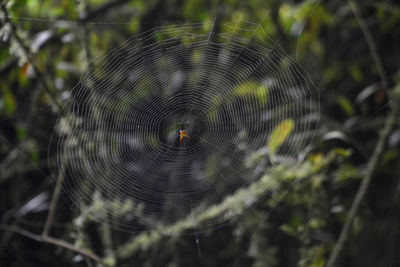 Close-up of spider and web against blurred background