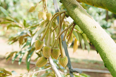 Close-up of fruit growing on tree