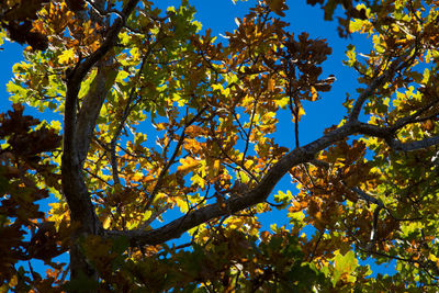 Low angle view of tree