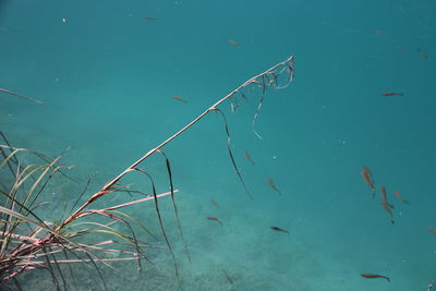 High angle view of fish swimming in lake