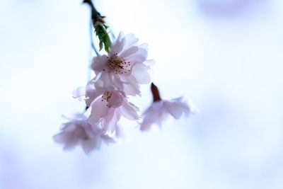 Low angle view of flowers blooming on tree