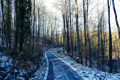 Road amidst trees in forest during winter