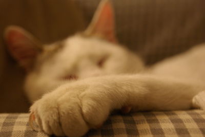 Close-up of cat