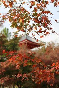 Autumn leaves on tree