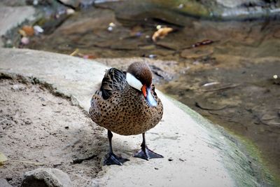 High angle view of duck on lakeside