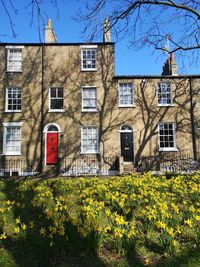 Sunny spring day view of houses with daffodils in the foreground in cambridge uk