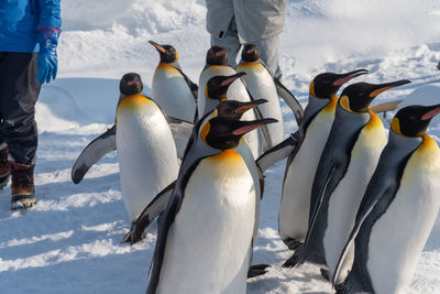 View of birds on snow covered land