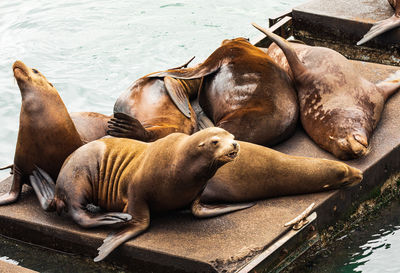 High angle view of sea resting