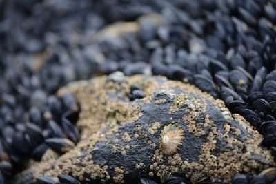Full frame shot of pebbles