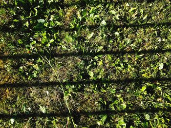 Plants growing in forest